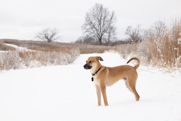 可爱的国内黑嘴狗走在冰雪覆盖的小路上图片下载