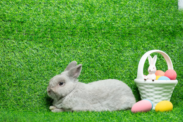 可爱的灰兔子与彩色彩蛋复活节篮子孤立在绿色的草地背景。可爱的皮毛复活节兔子。可爱的毛茸茸的小白兔。肖像宝宝有趣的宠物。小狗复活节小孩图片下载