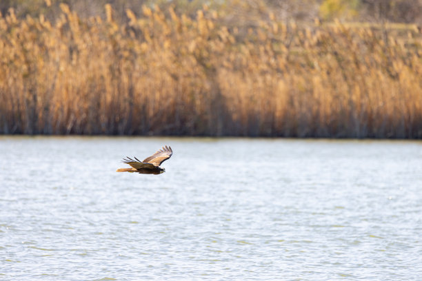 湿地之王图片下载
