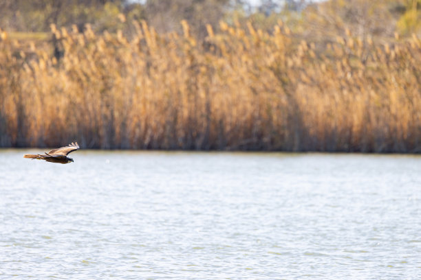 湿地之王图片下载