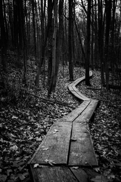 森林中木板路的灰度镜头图片下载