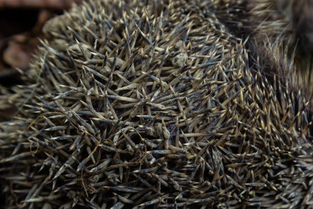 一只欧洲本土野生刺猬蜷缩在一片秋叶中。近距离图片下载