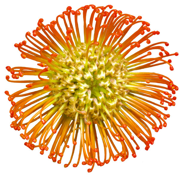 菊花很大，花的颜色有粉红色、橙色、黄色和白色。图片下载