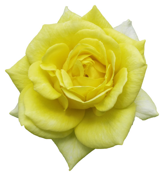 一朵盛开的玫瑰，它的颜色是黄白相间的。图片下载