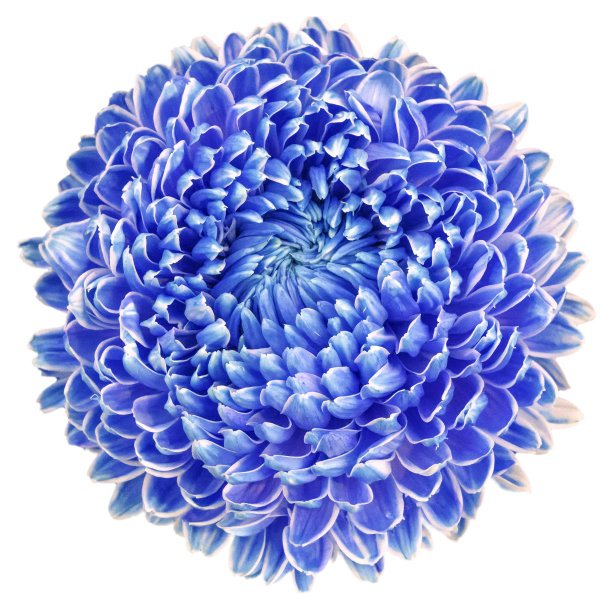 菊花很大，花的颜色有蓝色、紫色和白色。图片下载
