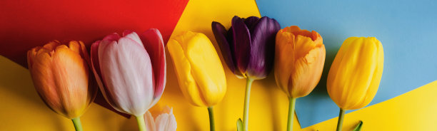红蓝黄背景上的郁金香。从高处俯瞰。为文本留出空间。横宽照片字幕，封面。copy-space图片下载