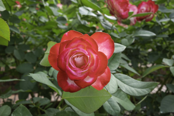 一朵盛开的玫瑰，它的颜色是红白相间的。图片下载