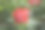 一朵盛开的玫瑰，它的颜色是红白相间的。图片下载
