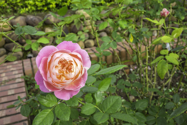 一朵盛开的玫瑰，它的颜色是红白相间的。图片下载