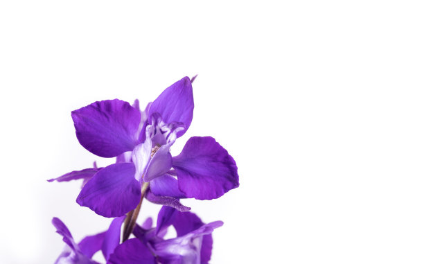 孤立的飞燕草正在盛开。图片下载