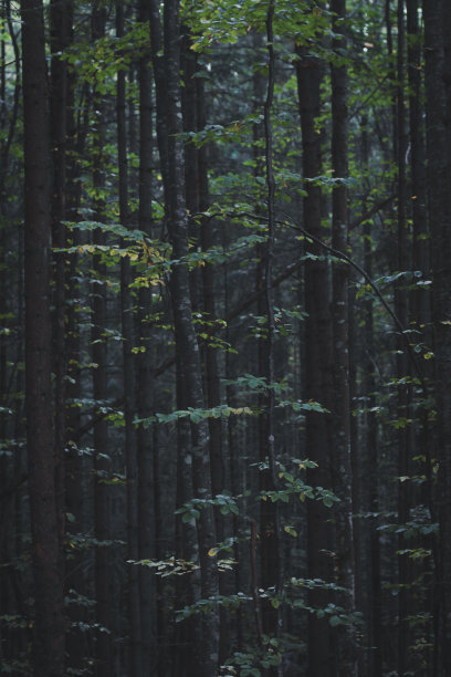 近密生长的树木在黑暗的森林概念照片图片下载
