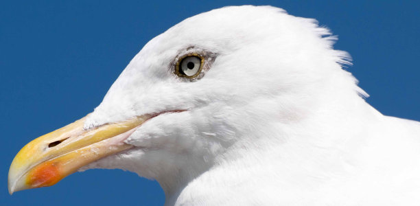 海鸥的头部特写图片下载