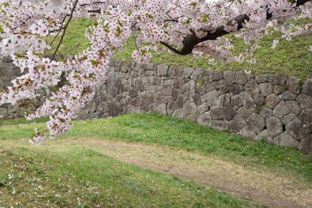 日本北海道函馆的樱花图片下载