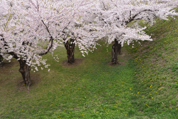 日本北海道函馆的樱花图片下载