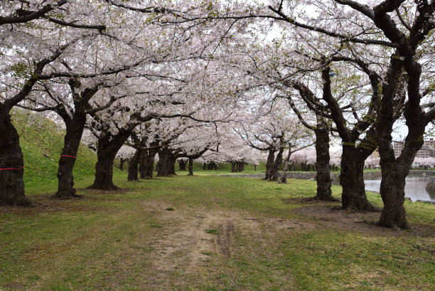 日本北海道函馆的樱花图片下载