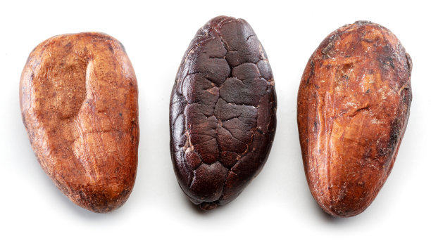 三个可可豆在白色背景上的特写。图片下载
