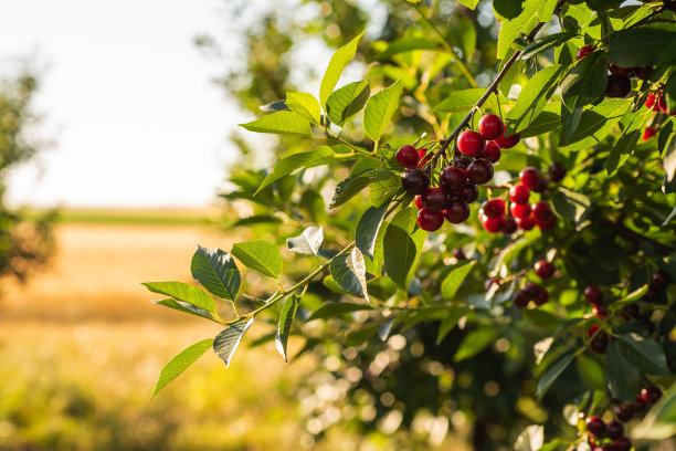 成熟的酸樱桃树果园田野图片下载