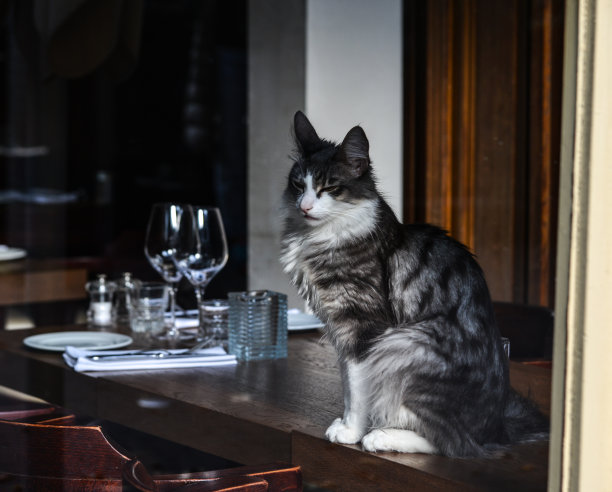 漂亮的猫坐在豪华的房子里图片下载