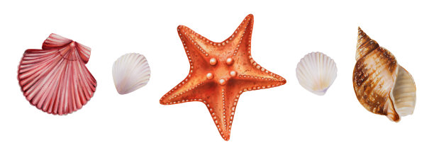 水彩设置与海星和闪亮的贝壳。手绘剪纸水下生活对象在一个白色孤立的背景。为设计师，装饰，明信片，包装纸，剪贴簿，封面，请柬，婚礼设计，海报和纺织品图片下载