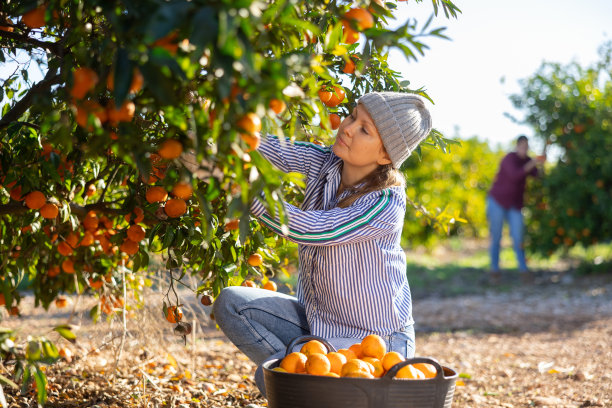 成功的女农民肖像在桔子树附近收集当地有机橘子在花园里收获期间图片下载