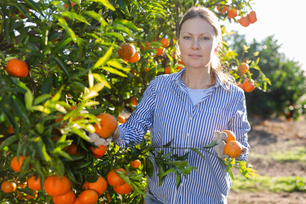 阳光明媚的日子里，穿着格子衬衫的中年农妇正在果园里收获新鲜的桔子图片下载