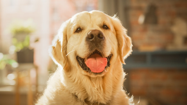 忠诚的金毛犬坐在阁楼客厅的家里，看着摄像机。高品质犬种谱系标本的特写显示了它的聪明、可爱和高贵的美丽。图片下载