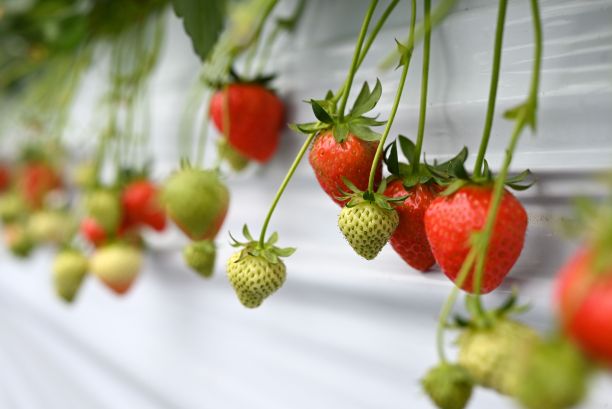 温室里有机草莓的特写镜头图片下载