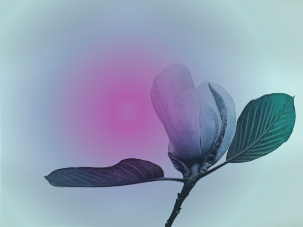 正在盛开的玉兰花蕾和渐变的背景。图片下载