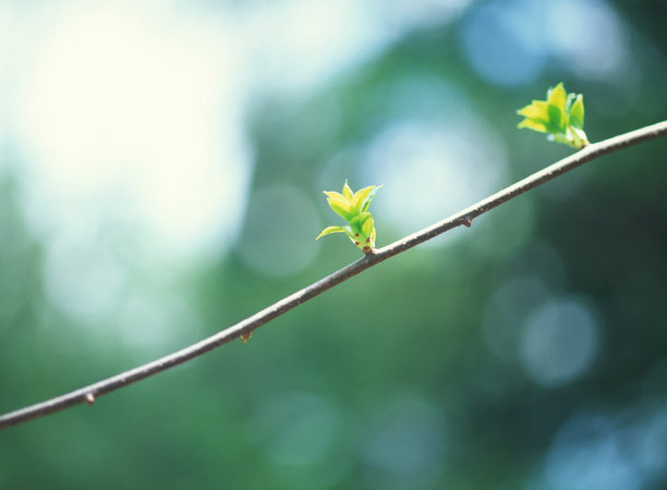 有新鲜芽的春树树枝图片下载