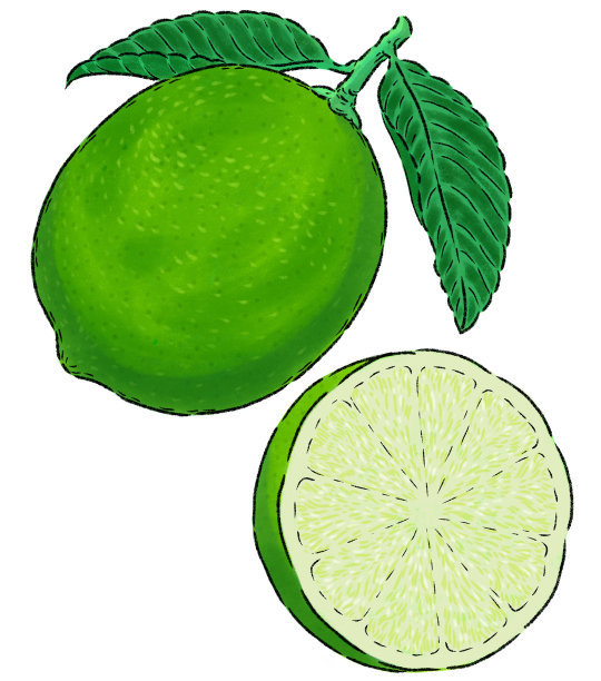 数字图纸石灰切成两半与树叶孤立的白色背景图片下载