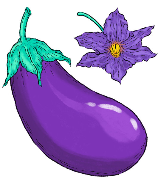 数字绘制的紫色茄子与花孤立在白色背景图片下载