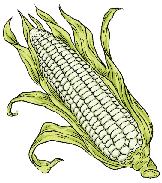 数字绘制的白色珍珠玉米芯剥开孤立的白色背景图片下载