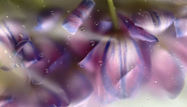 照片插图情人节。背景模糊图像花与镜子，水滴，透视创意现代理念概念。图片下载