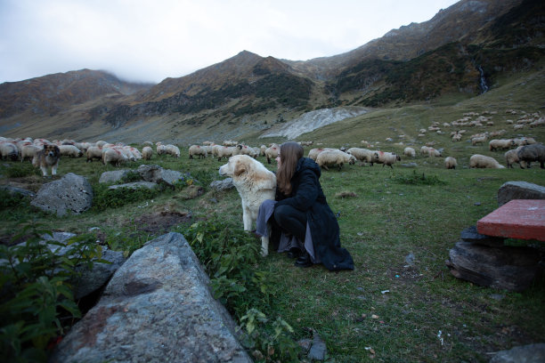 一个女孩带着一只大狗坐在山上的草地上看羊图片下载