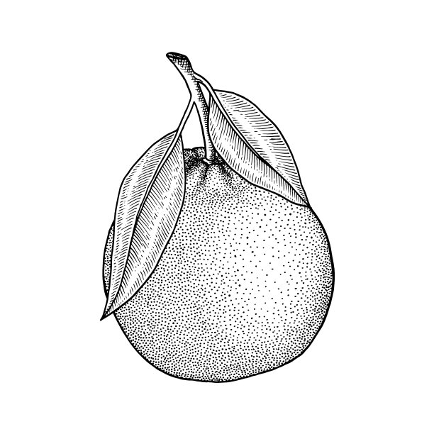 橙色。柑橘类水果。树枝、树叶。复古，雕刻复古风格。手绘矢量插图孤立在白色。图片下载