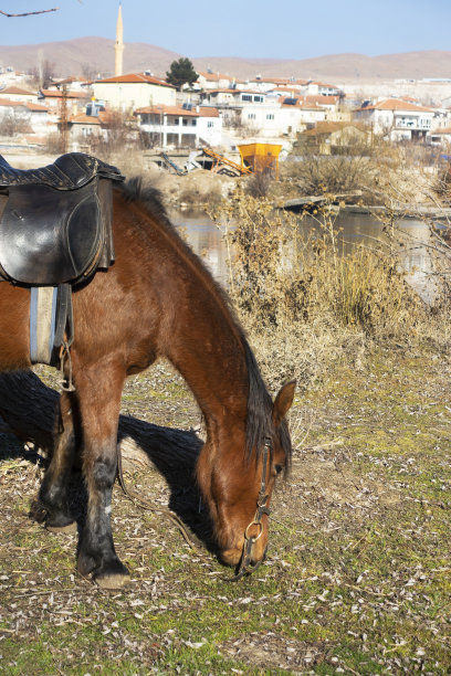 马的头图片下载