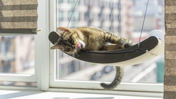 猫正躺在窗户上的宠物栖木上。图片下载