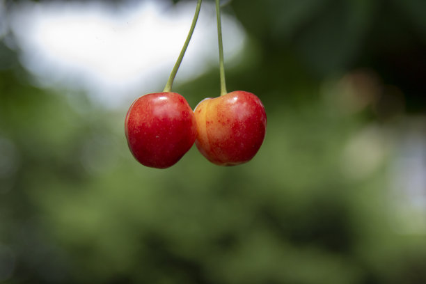 樱桃图片下载