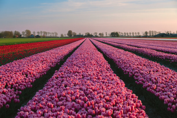 荷兰北部的春天景色，五颜六色的郁金香田和日落时的风车图片下载