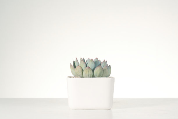 多肉植物，各种迷你仙人掌图片下载