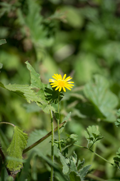 蒲公英花在冬天盛开。图片下载