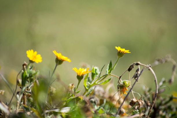 蒲公英花在冬天盛开。图片下载