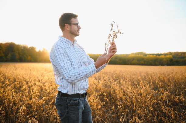 日落时分，农民站在大豆地里检查作物。图片下载