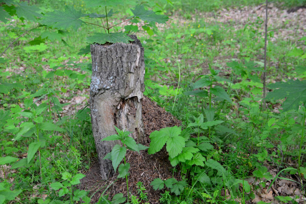 树桩与蚁丘孤立在森林与绿叶，特写图片下载