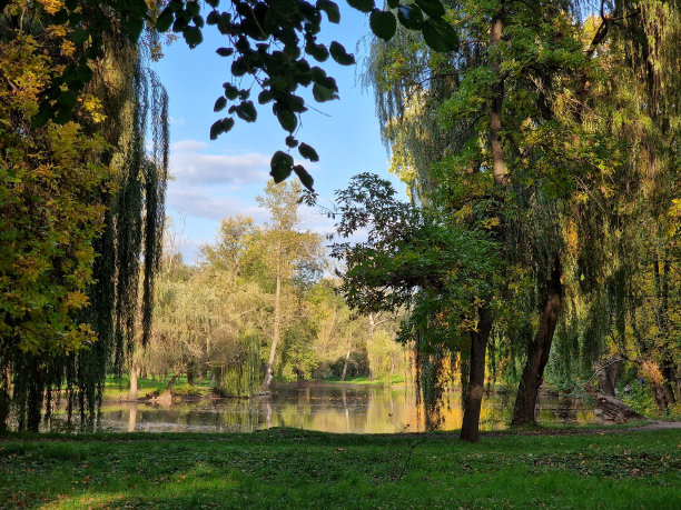 乌克兰的一个公园里生长着树木图片下载