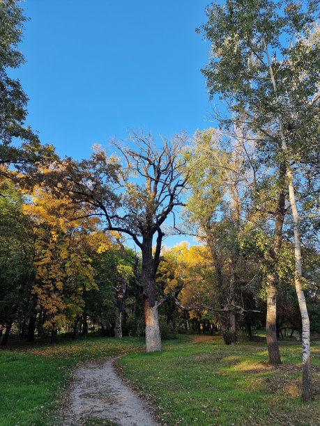 乌克兰的一个公园里生长着树木图片下载