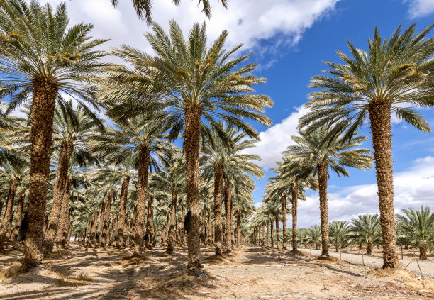 种植椰枣，用于生产无转基因和健康食品。图片下载