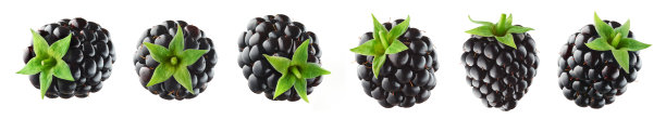白色背景上各种新鲜成熟的黑莓图片下载
