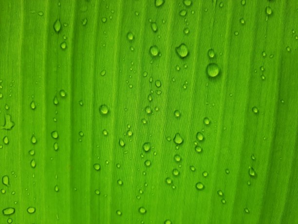 香蕉叶上的雨滴图片下载