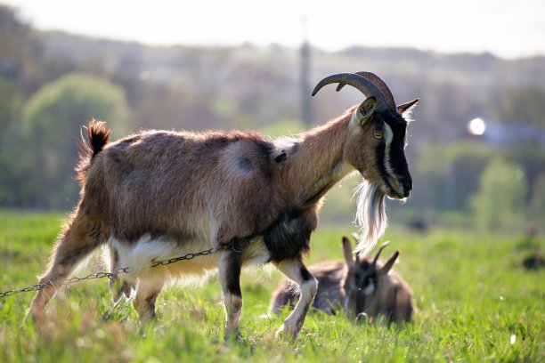 夏天，长着长胡子和长角的家奶山羊在绿色的农场牧场上吃草。在农田草地上饲养牛图片下载